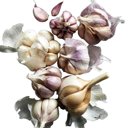 Vl Garlic Seeds - Color: White