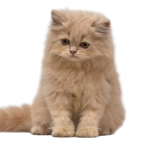 Light Brown Persian Kitty Cat