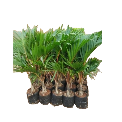 Champion Palm Plant
