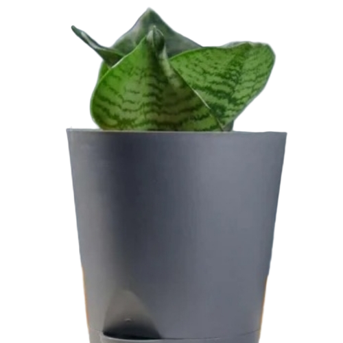 Dwarf Snake Plant - Various Sizes, Green Color | Good Growth Rates, Low Maintenance, Specific Soil Required