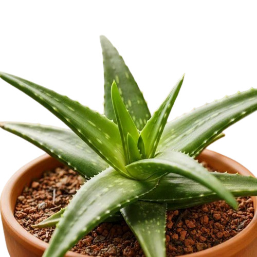  Aloe Vera Plant Aloe Vera Leaf