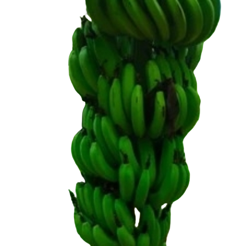 Green Cavendish Banana
