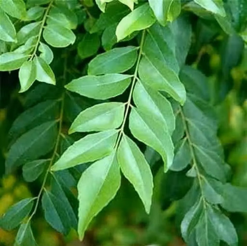 Green Curry Leaves - Flavor: Natural
