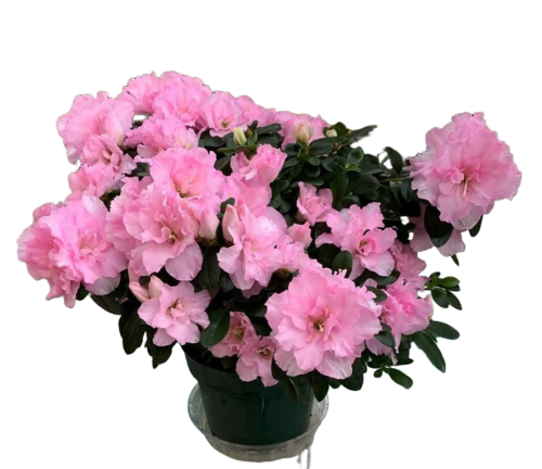 Azelia Flower Plant - Color: Light Pink