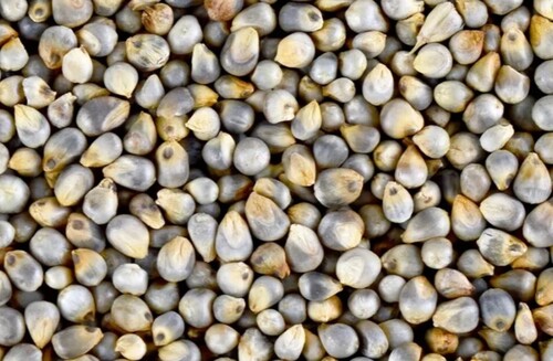 Bajra Seeds