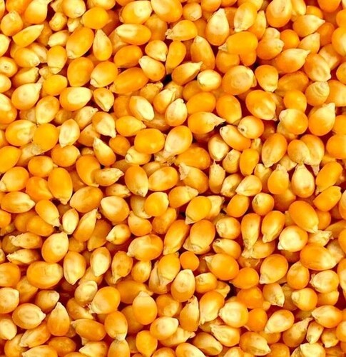 Maize Seeds