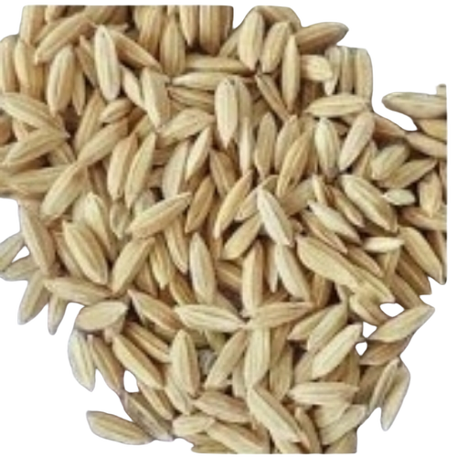Paddy Seeds