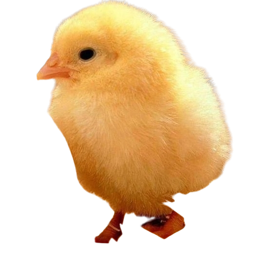 Rhode Island Red Chicks