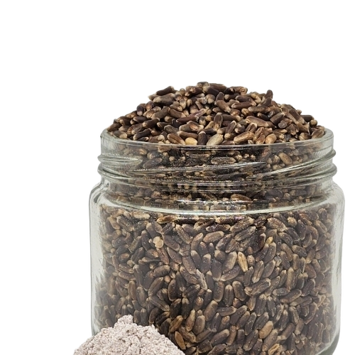 Organic Black Wheat