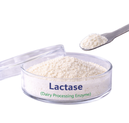 Lactase Dairy Enzymes - White Powder