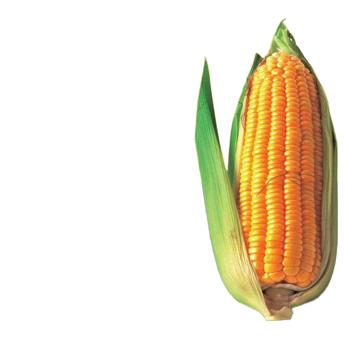 Yellow Maize - Broken Ratio (%): Maizemaize
