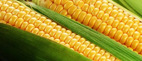 Yellow Sweet Corn