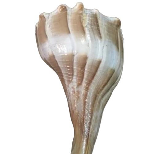 Dakshinavarti Valampuri Shankh - Natural Size, Multicolor, Polished | Easy To Clean, Washable, Customize Size