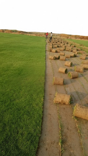 Natural Lawn Grass Carpet