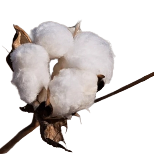 Raw Cotton