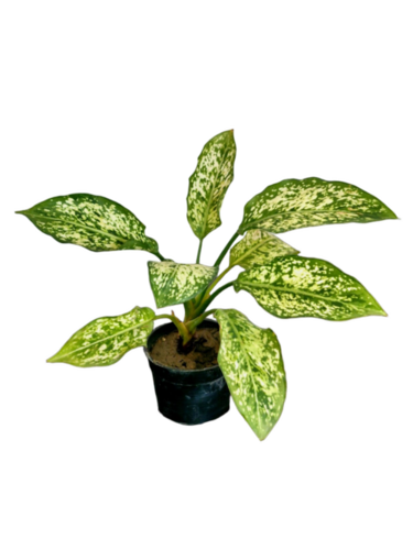 Aglaonema Snow White Plant - Color: Green