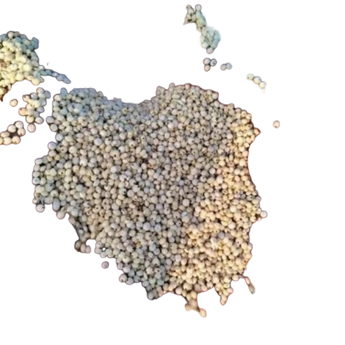 White Sorghum For Food Processing, Poultry Feed, Livestock Feed