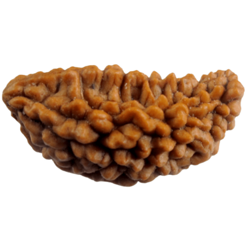 1 Mukhi Rudraksha - Color: Brown