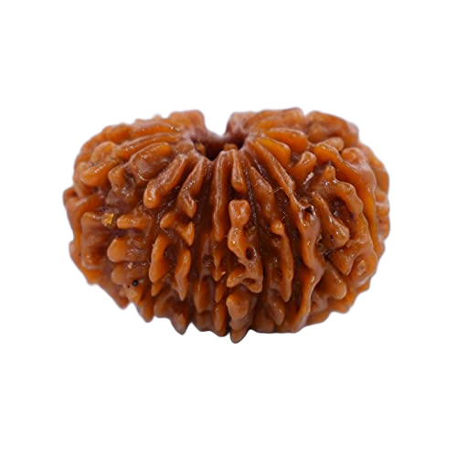 20 Mukhi Rudraksha - Color: Brown