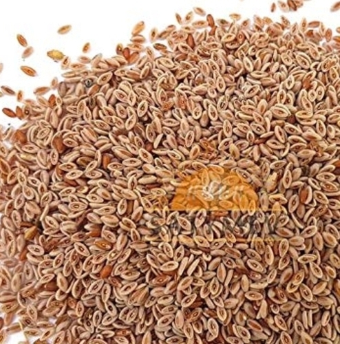 Isabgol Seeds