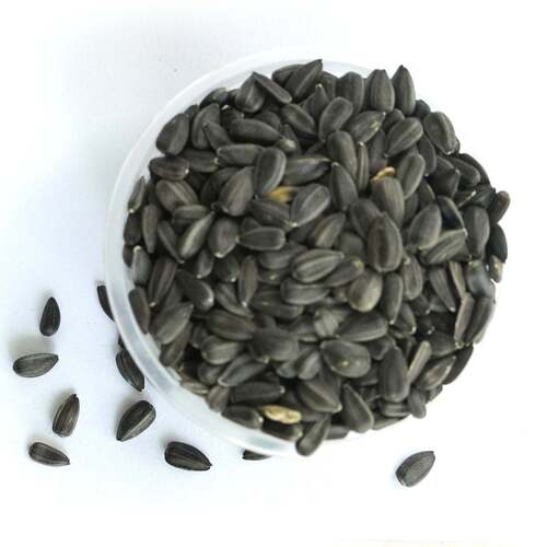 Sunflower Microgreen Seeds - Black Packet, Organic Oil Seeds | A Grade, Edible, 12 Months Shelf Life