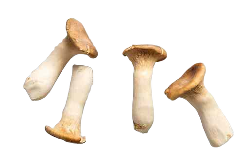King Oyster Mushroom - Color: Brown