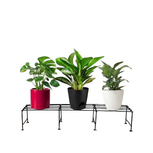 Showcase Plant - Organic Tissue Culture Plant Green Leaves | Fast Growth Suitable for Indoor Flooring and Cutting Boards