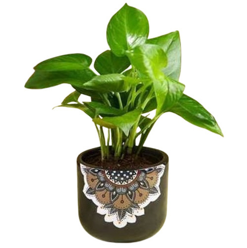 Terracotta Pot