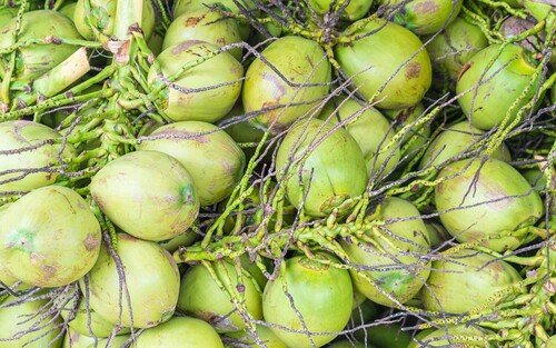 FRESH COCONUT 