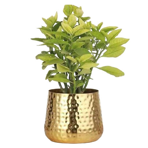 Round Plating Metal Table Flower Pot - Assembly: No Assembly Required