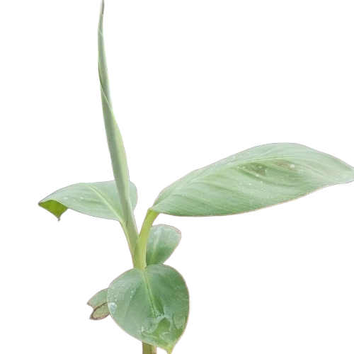 Williams Banana Plants - Green Whole Banana Plants | High Yielding, Early Bearing, Disease Resistant, Sweet Taste