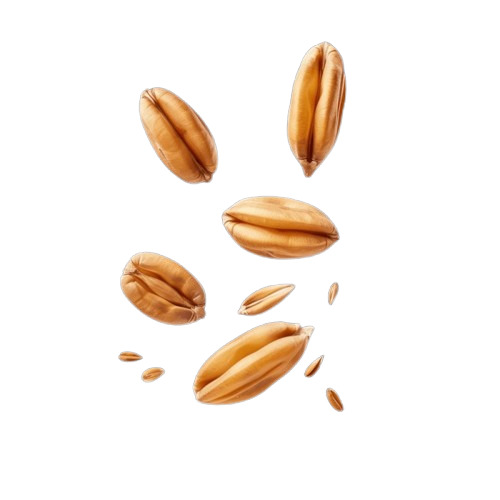 Wheat Grains