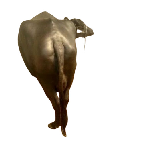 Black Murrah Buffalo