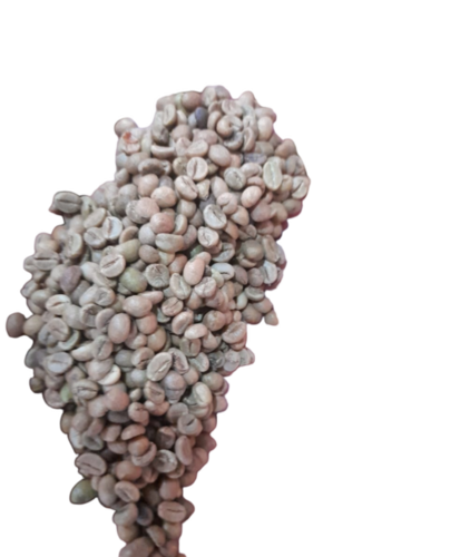 Robusta Green Coffee Beans