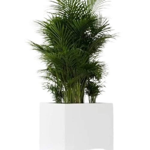 फाइबर रिइन्फोर्स्ड प्लेटर्स