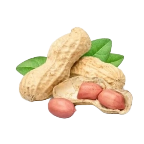 Ground Nut - Brown Color | Rich Protein, Natural Energy, Crunchy Texture, High Oil Content, Nutrient Rich, Fresh Quality, Roasting Suitable, Versatile Use, Long Shelf Life, Farm Fresh