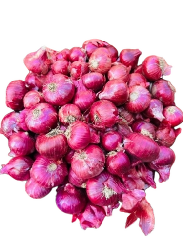 Red Onion - Cultivation Type: Common