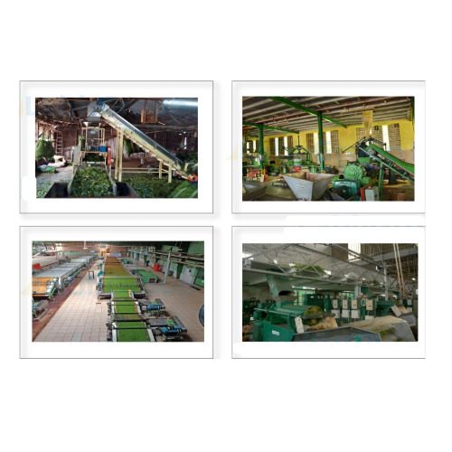 Green Tea Processing Plant - Automatic Grade: Automatic