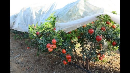 Non Woven Fruit Protection Cover - Standard Size, White | Biodegradable, Moisture Proof, Eco Friendly