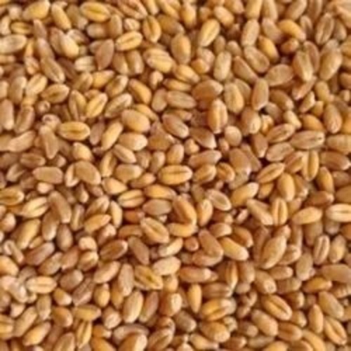 Organic Wheat Seeds
