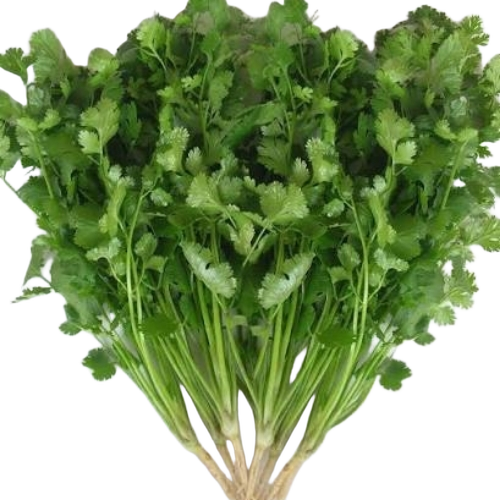 Green Coriander