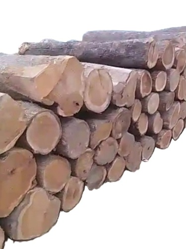 Teak Logs - Load Capacity: 30 Ton