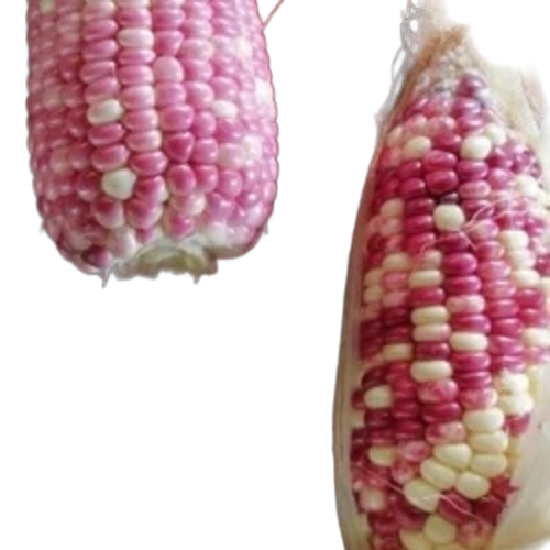 Sticky Corn
