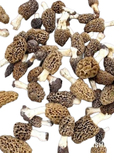 Dry Mushrooms - Brown, Common Cultivation | Clean Natural Product, Easy to Store, Long Shelf Life, Cooking Use