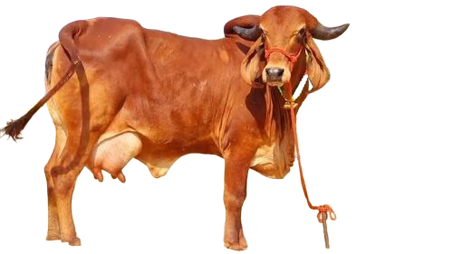 Gir Cow - Color: Bround