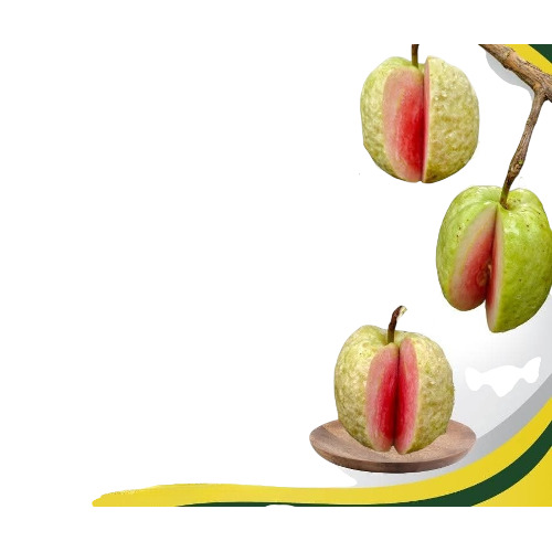 Red Daimond Guava Plant - Breed: Global Bazaar Nursery