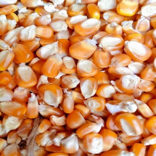 Hybrid Maize Seeds