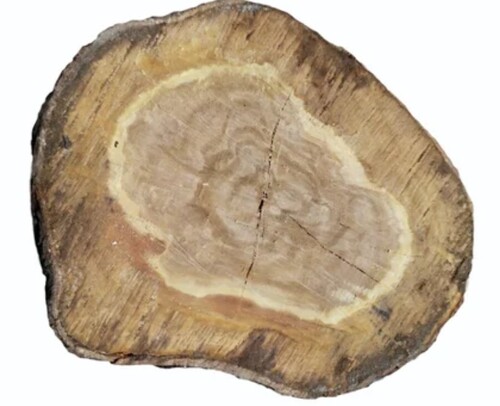 White Sandalwood Log - Walnut Round, Light Color | Eco Friendly, Durable, Smooth Texture, Fragrant Logs
