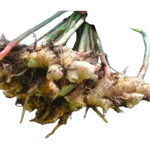 Natural Fresh Ginger