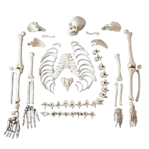 Artificial Skeleton 